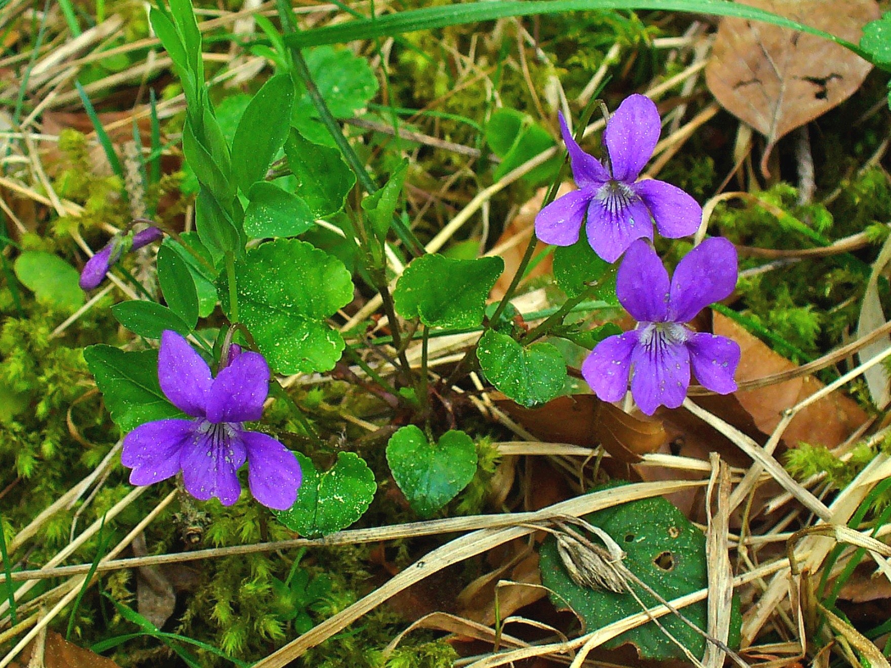 What Is The Greek Name Of Violet 